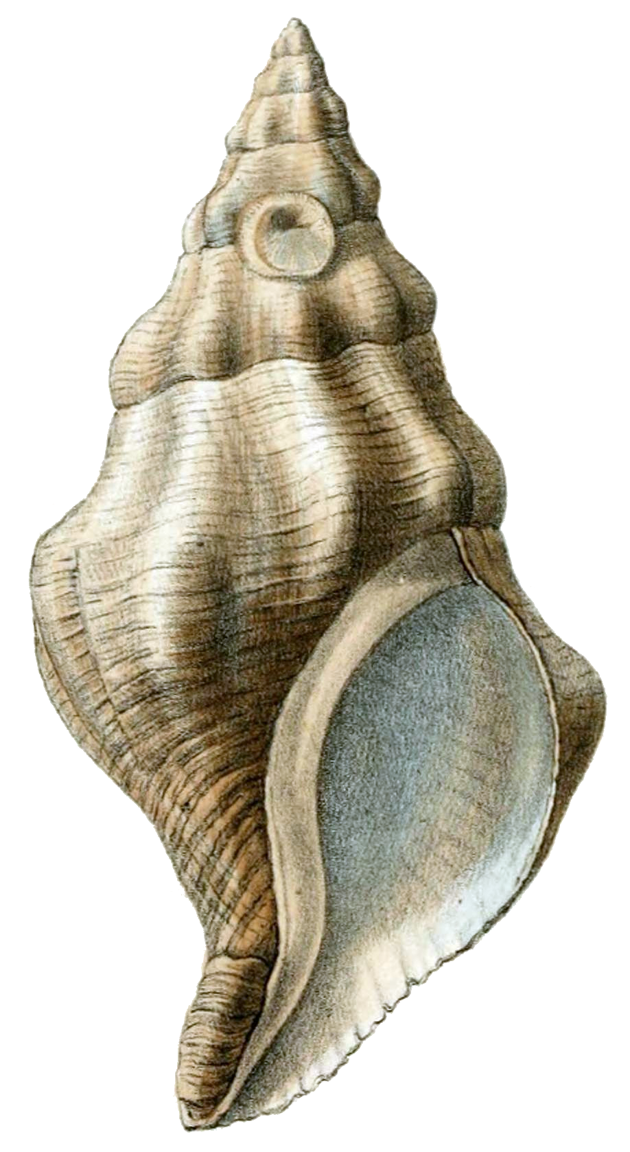 File:Kelletia kelletii shell.png - Wikimedia Commons