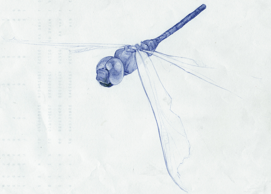 Dragonfly drawing « Chicago Muralist