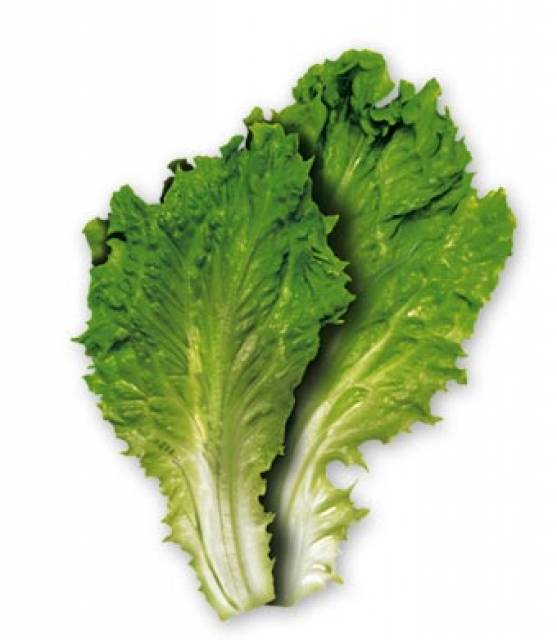Lettuce (Object) - Giant Bomb