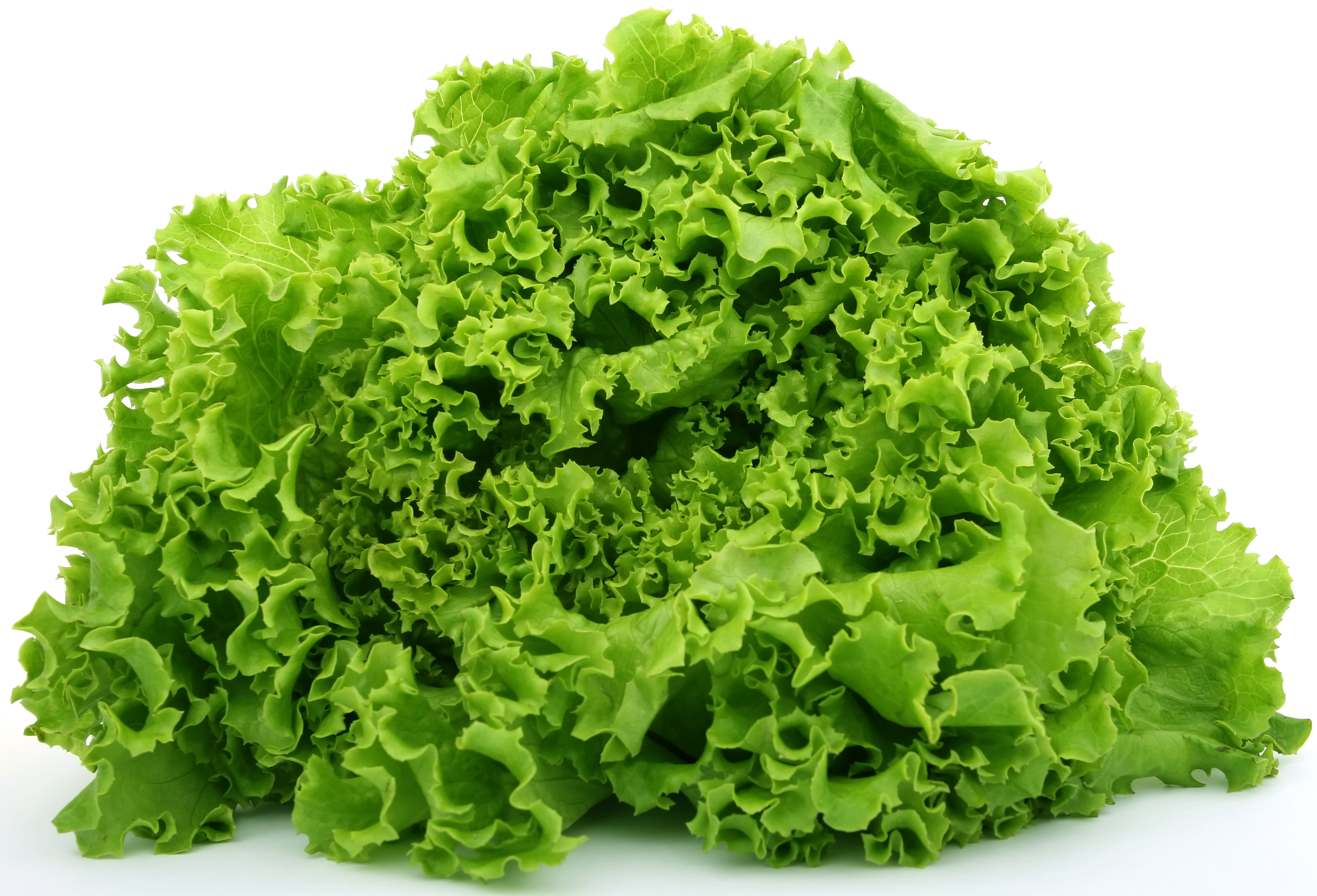 Can dogs eat lettuce? Is lettuce good or bad for dogs ...