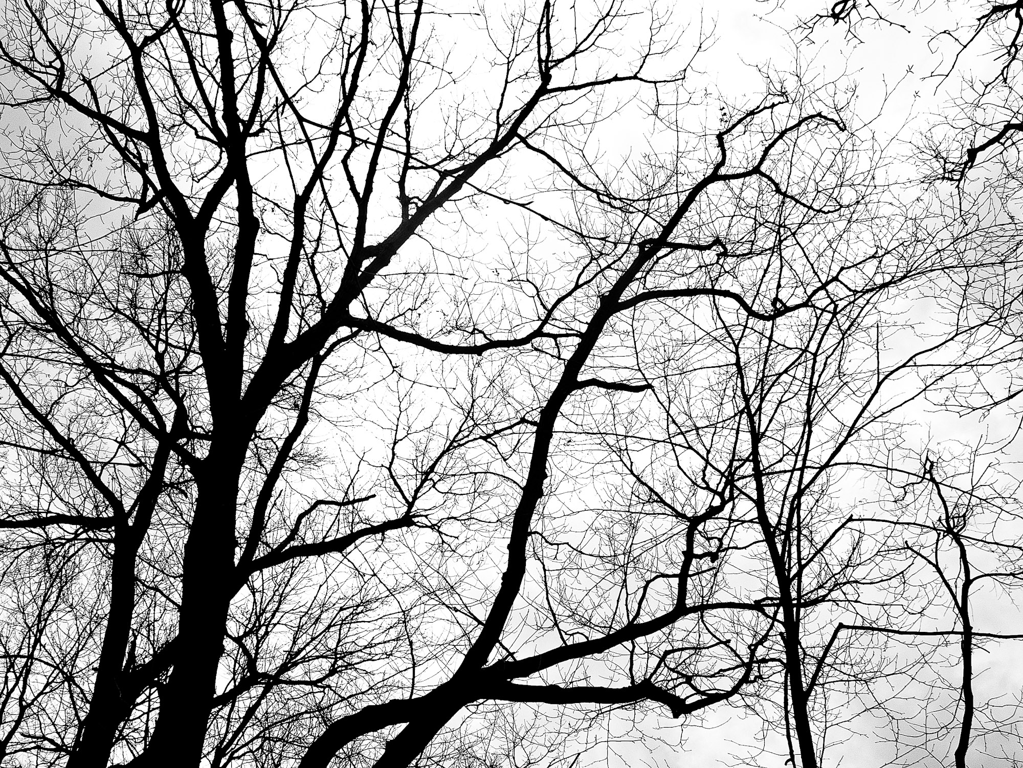 Textures: Branches - TomTaki.com