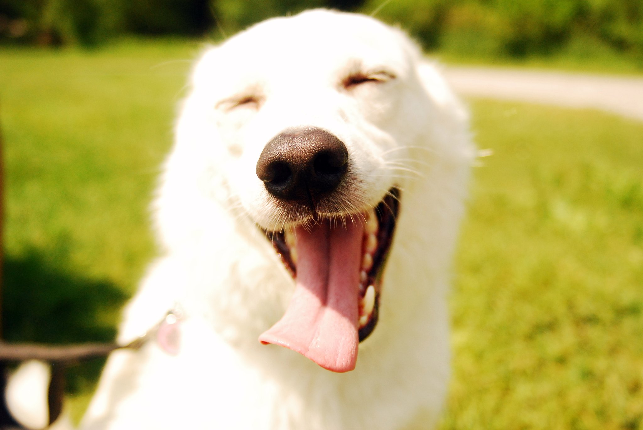 28 Happy Smiling Dogs To Brighten Your Day - Amazing Tails
