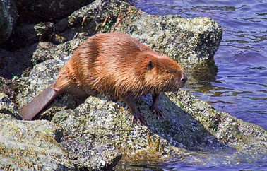 Beaver creates a stir onshore | Welcome to Seal Sitters' Blubberblog