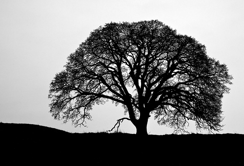 Oak Tree Dawn | Flickr - Photo Sharing!