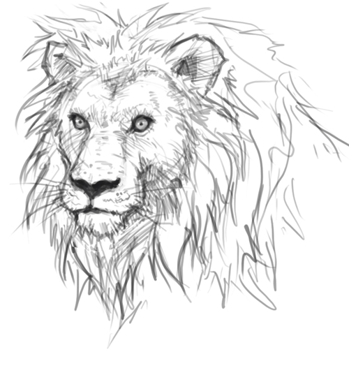 How to draw lion | drawing and digital painting tutorials online
