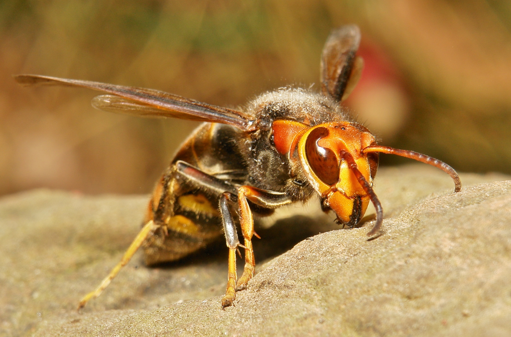 Asian Giant Hornet - Pictures, Diet, Breeding, Life Cycle, Facts ...