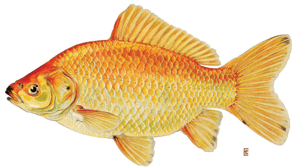 Minnow Family Cyprinidae