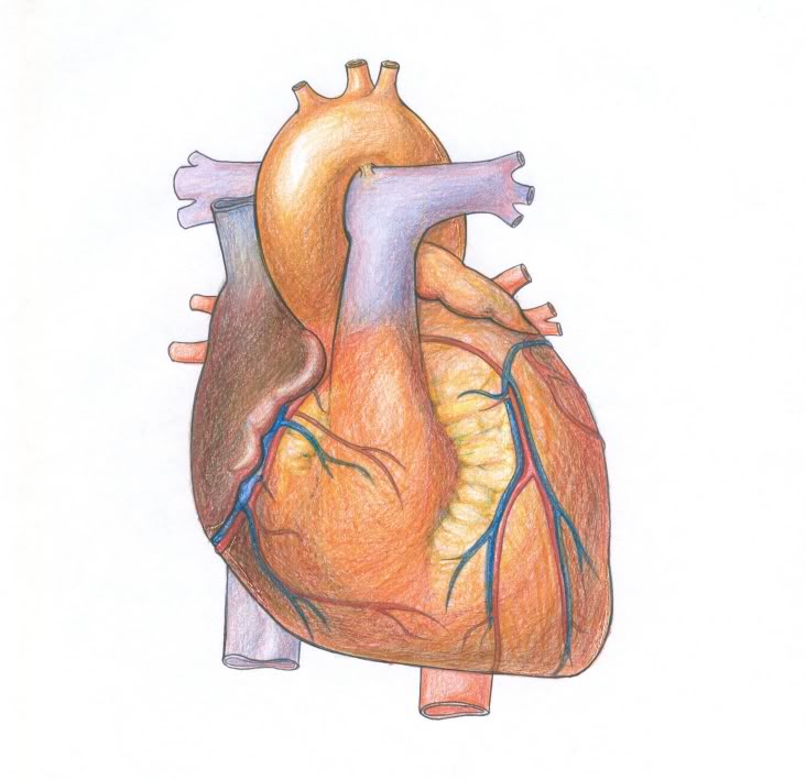 tribdecaben: human heart drawing