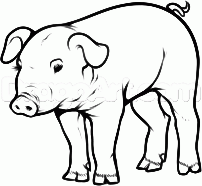 How to Draw a Pig, Step by Step, Farm animals, Animals, FREE ...