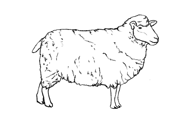 Sheep Drawing | DrawingSomeone.com