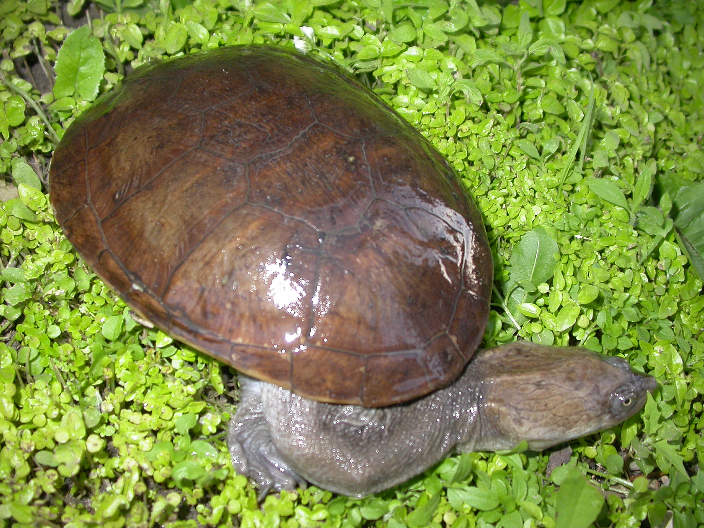 Turtles & Tortoises | Reptile & Amphibian Discovery Zoo
