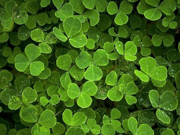 End-Running Clover - EPautos