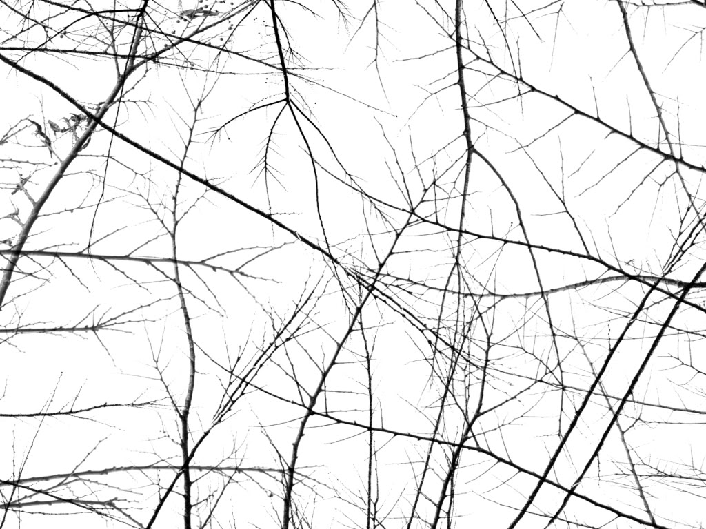 Branches Photo by JESUSLOVESME1234 | Photobucket