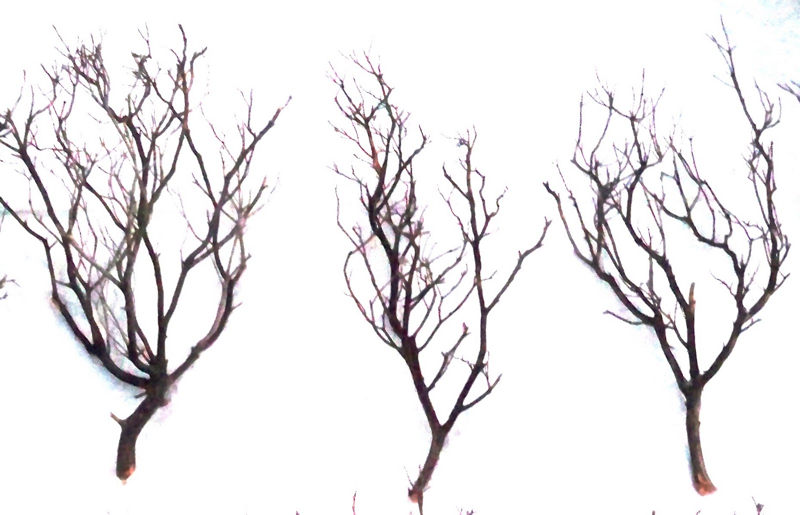 Manzanita Branches from Artisans Manzanita: How to Enhance and ...