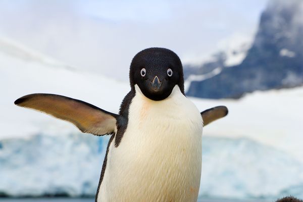 Slate Criticizes Heartland Science While Calling Penguins 'Mammals ...