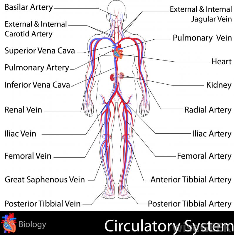 labeled-diagram-of-the- ...