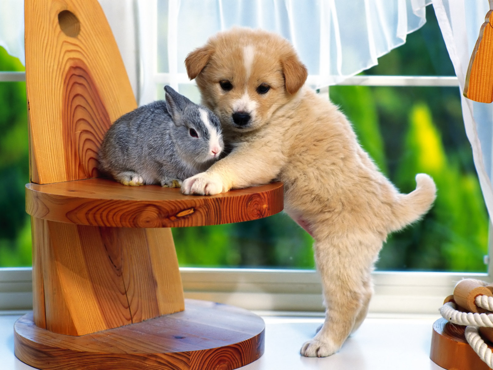 Puppy Training Tips in Northern Virginia | Dog Training Northern ...