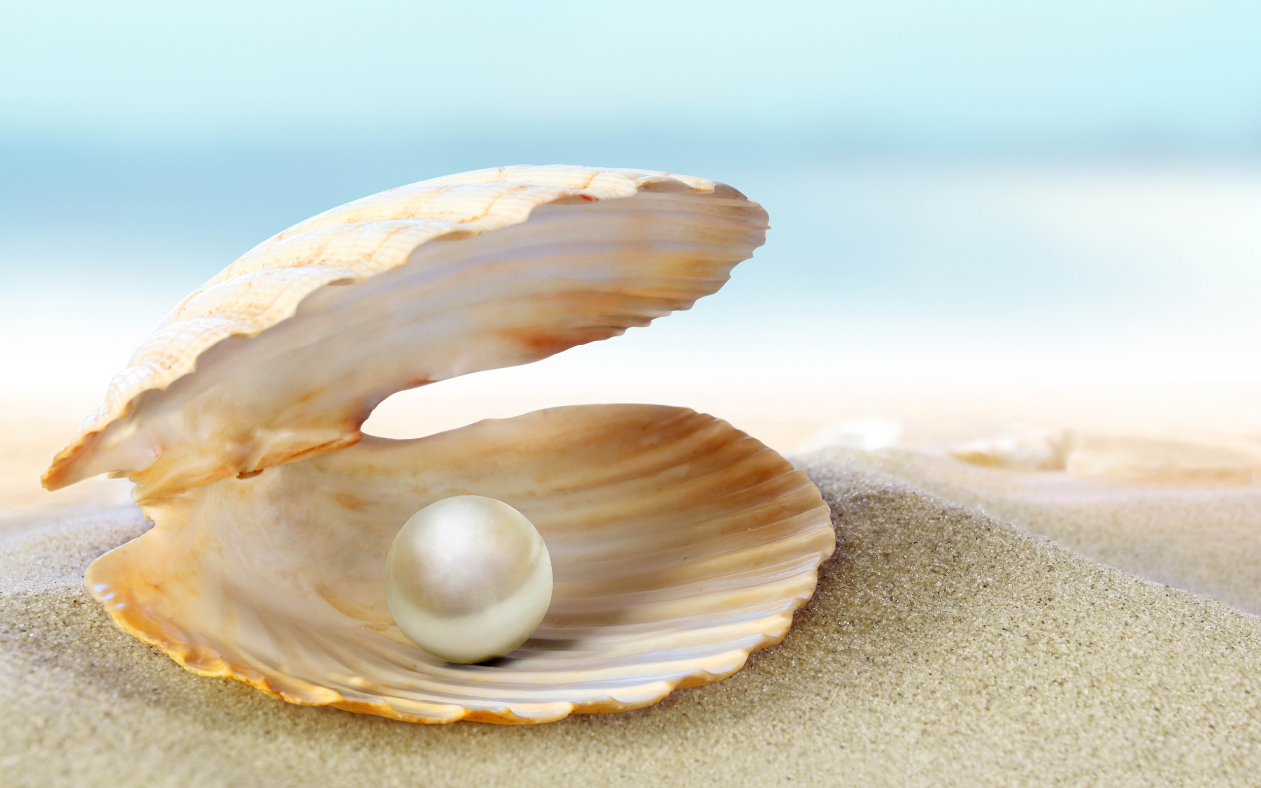 Shell #6884291