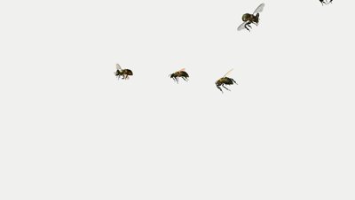 Animation Of A Bee Swarm On An Alpha Channel Stock Footage Video ...