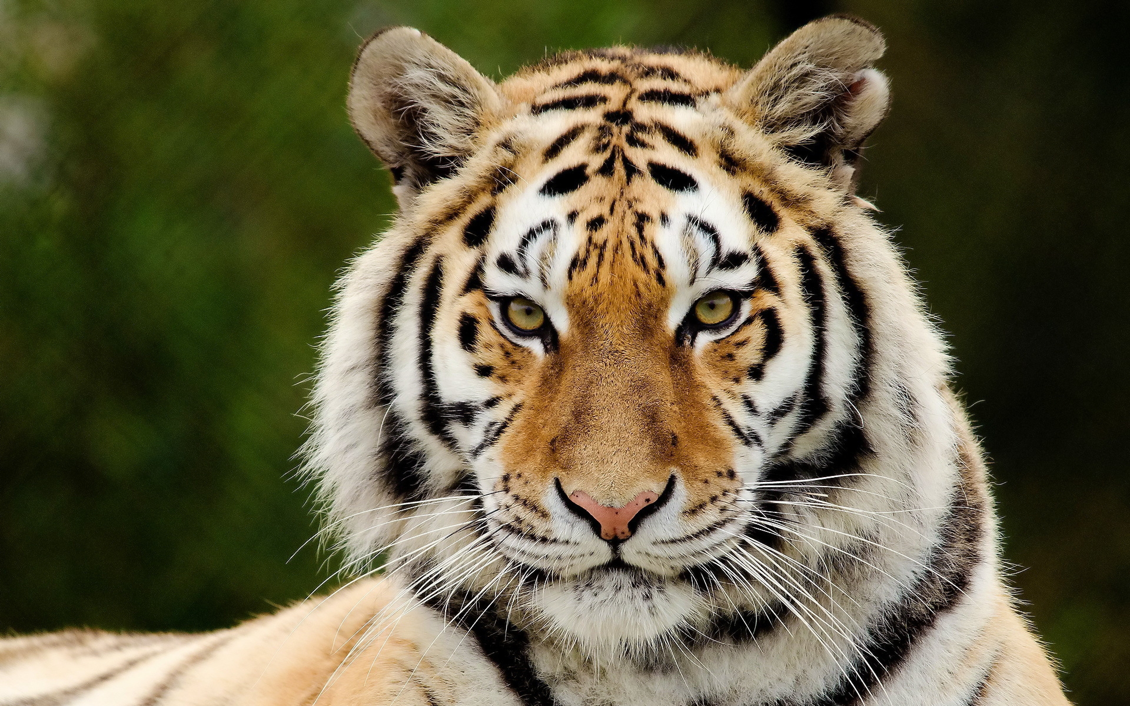Download Wallpaper 3840x2400 Tiger, Predator, Big cat, Face, Eyes ...