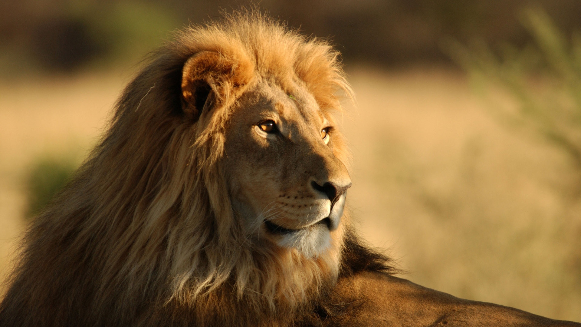 Download Wallpaper 1920x1080 Lion, face, Mane, Big cat, Predator ...