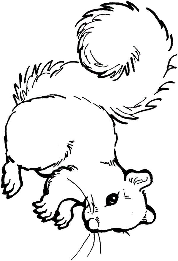 squirrel coloring pages for adults | Coloring Kids