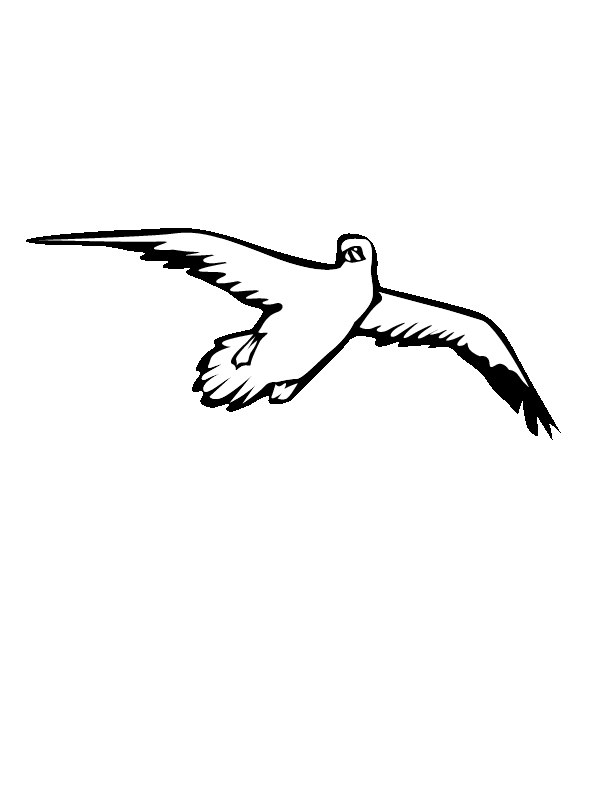 Seagull Coloring Page Printable