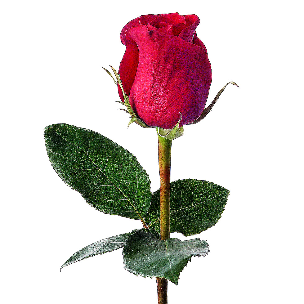 Rose Bud Pictures - Cliparts.co