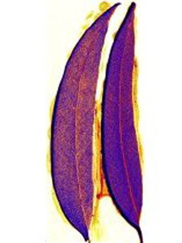 Money doesn't grow on trees - but gold does - Science - News - The ...