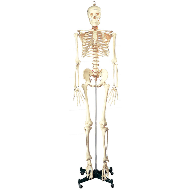 Anatomical Chart Company Budget Life-Size Skeleton Anatomical ...
