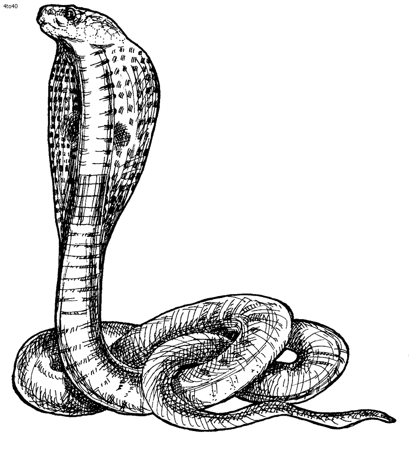 Animal Coloring Pages Snake Top Free Animals Tattoo Page 2