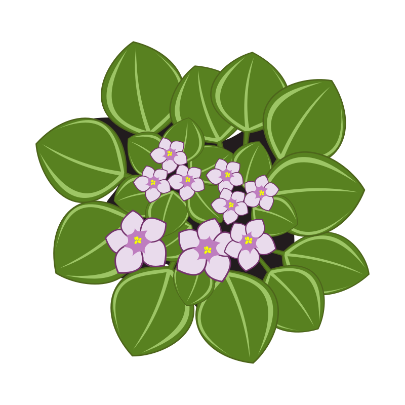 Clipart - african violets