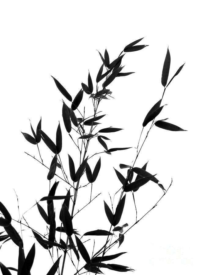 Drawings Of Tree Branches
