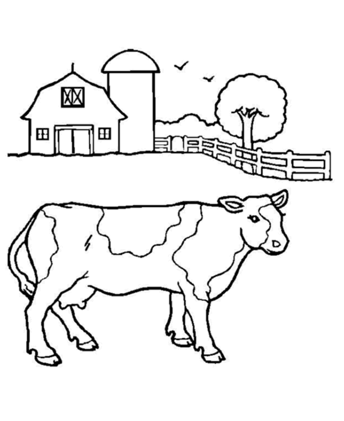 cow parts Colouring Pages