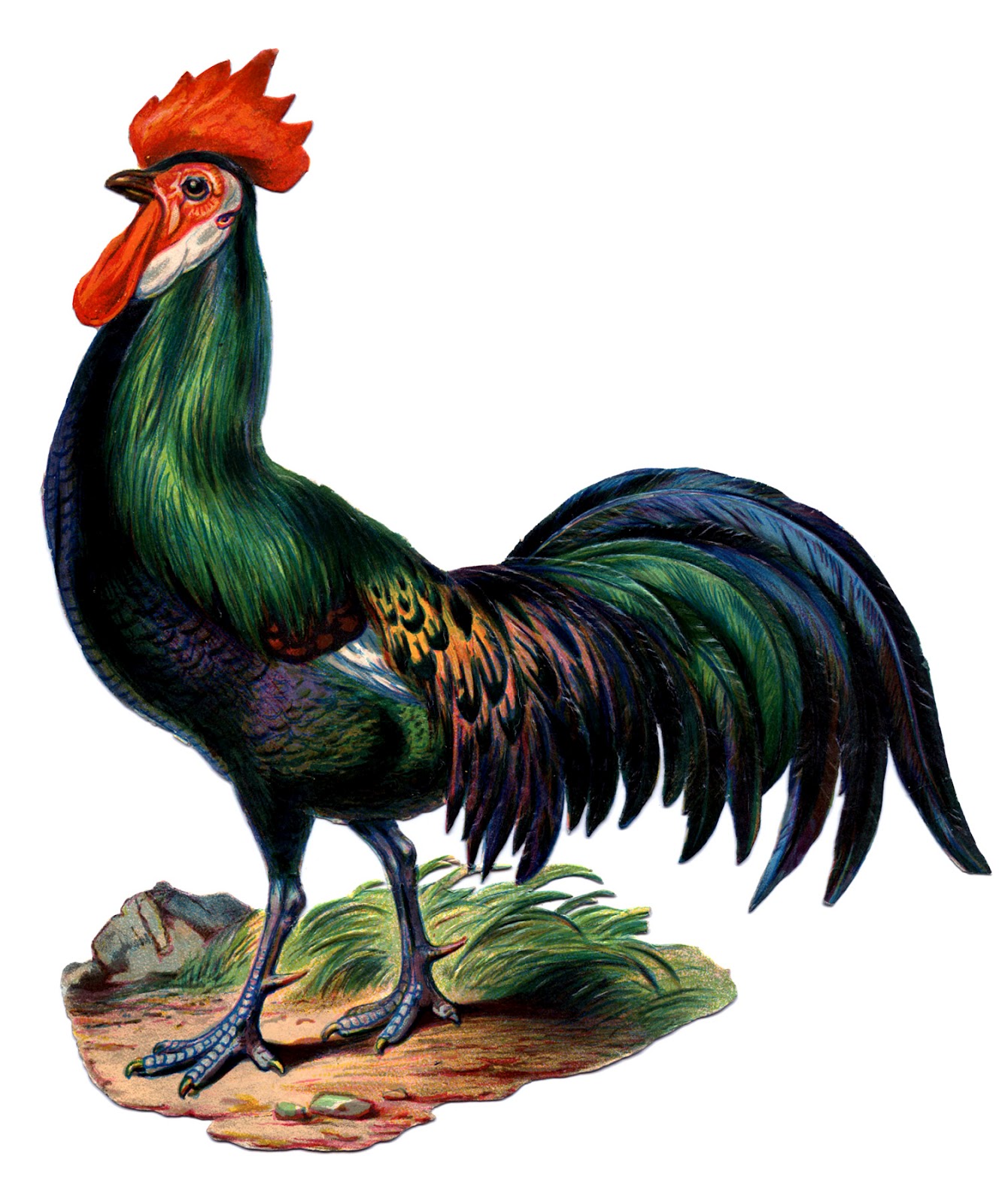 Farm Graphic - Beautiful Colorful Rooster - The Graphics Fairy