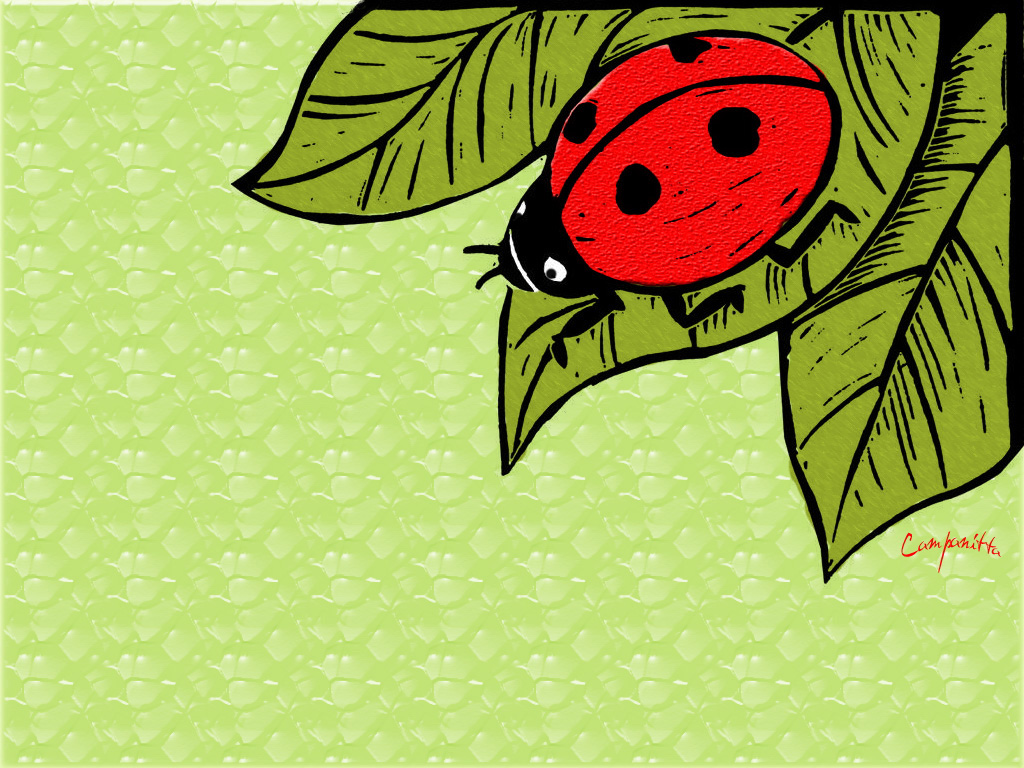 Ladybirds HD Wallpapers - HD Wallpapers Inn