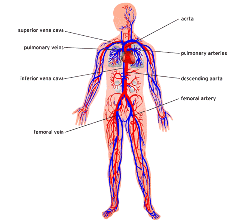 Circulatory System - The Awesome Amazing Body Systems