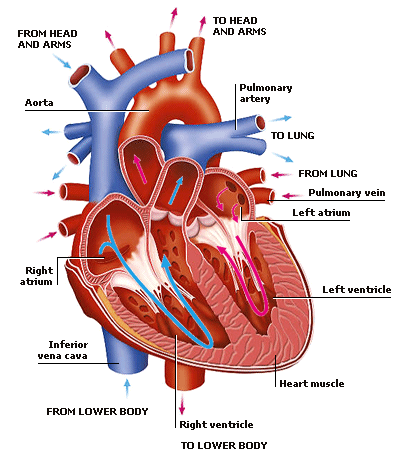 circulatory system and excritory system