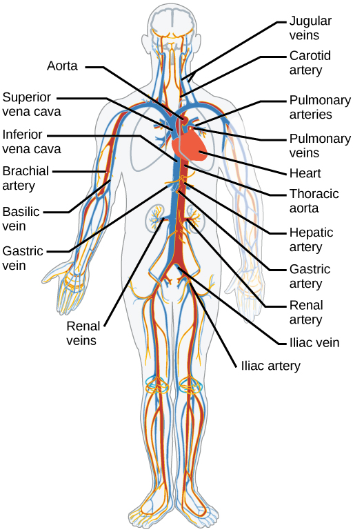 Circulatory System Diagrams Explain the Transportation of Blood