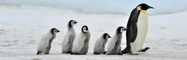 Penguin Habitat - Penguin Facts and Information