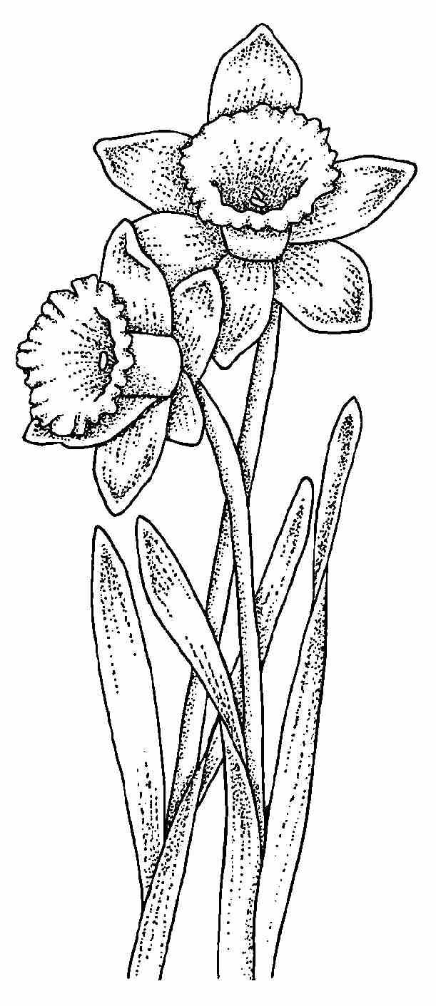 daffodil drawing | Crafts! | Pinterest