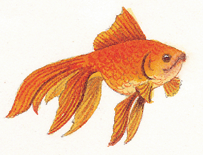 Goldfish - HowStuffWorks