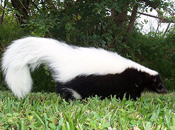 Skunk? as a pet? Domestic pet skunk information from Just Skunks.