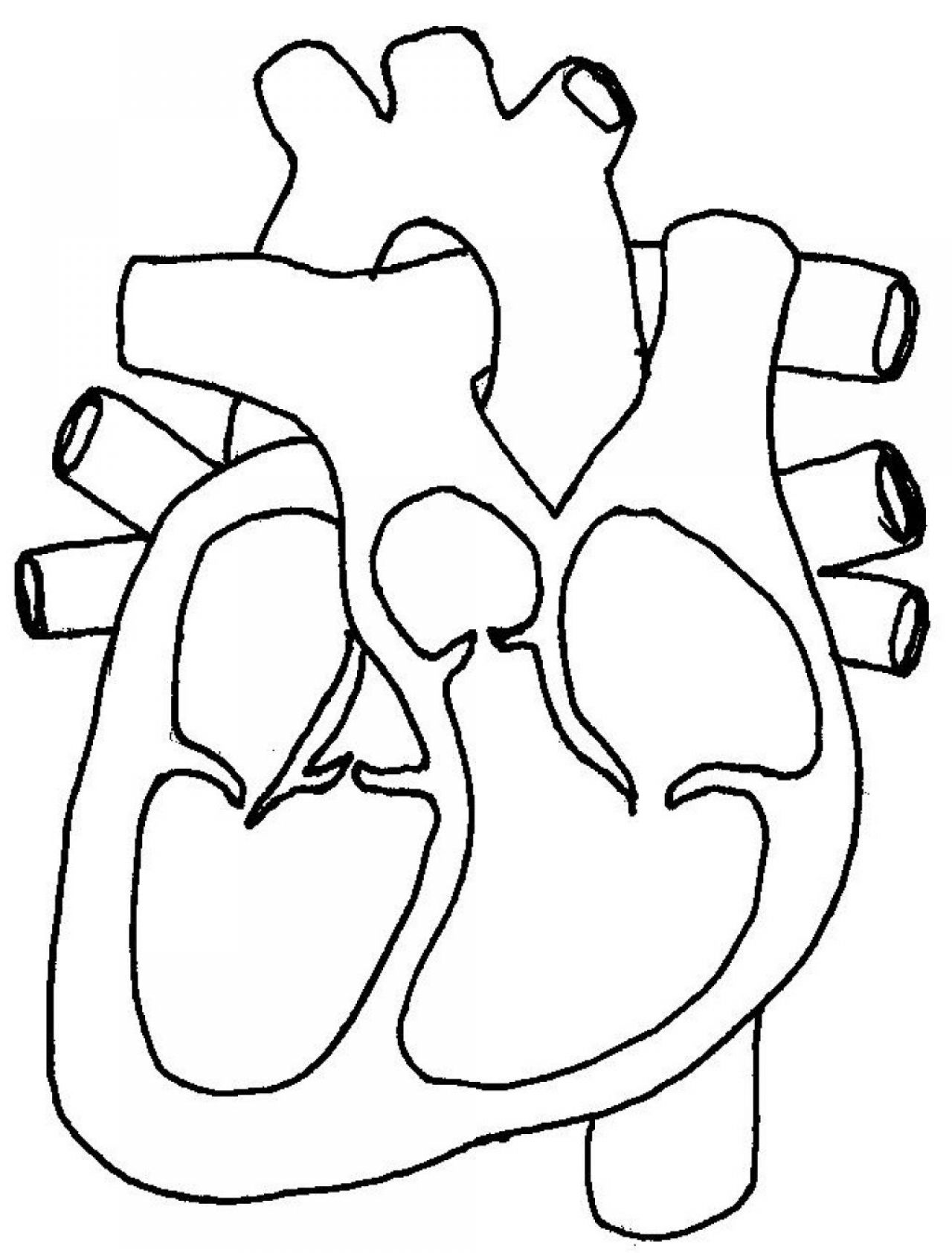 Human Heart Diagram Cross Section | Human Anatomy Diagram
