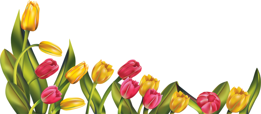 DeviantArt: More Like [RES] Tulip Border PNG by HanaBell1