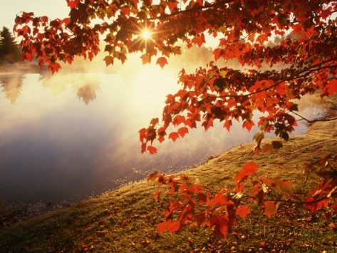 Sunrise Through Autumn Leaves Photographic Print by Joseph Sohm at ...