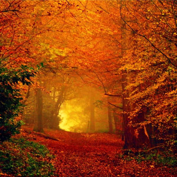 A Good Thing Happened, When autumn leaves start to fall by *LuizaLazar