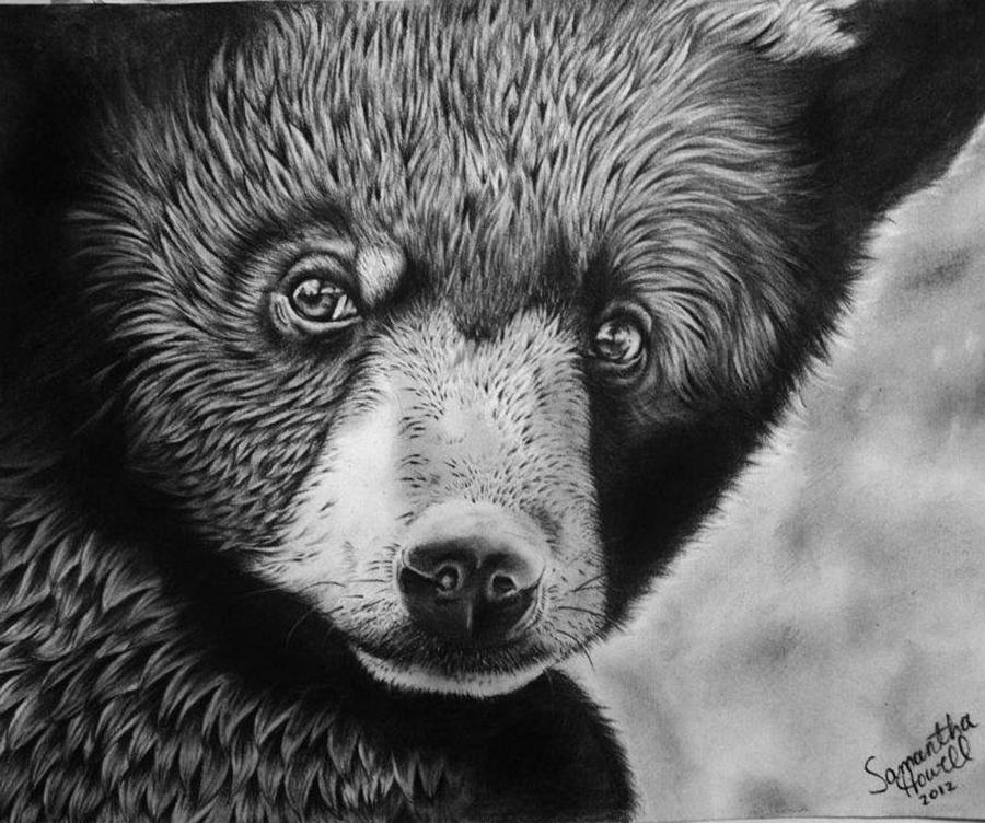 Black Bear Drawing - Gallery