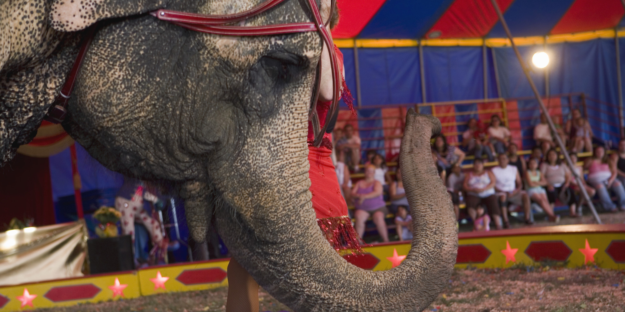 Protecting Circus Elephants | Cathy Kangas