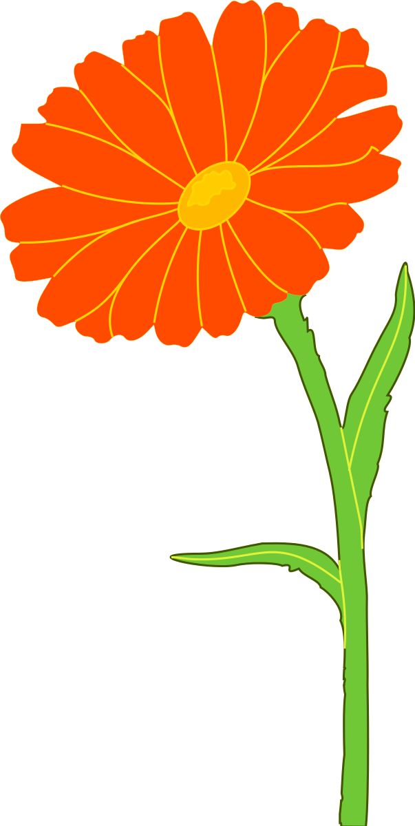 Marigold Clipart by xavidotron : Flower Cliparts #8377- ClipartSE
